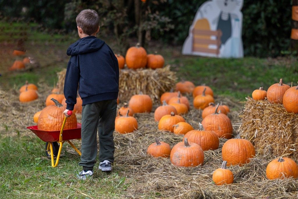 Bambino con la carriola nel campo di zucche